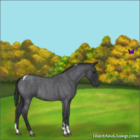 Horse Color:Blue Roan Tobiano 