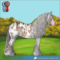 Horse Color:Liver Chestnut Appaloosa Rabicano and Liver Red Dun Appaloosa Rabicano