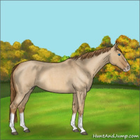 Horse Color:Red Dun Roan Splash Frame Rabicano