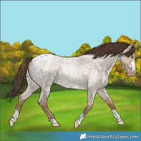 Horse Color:Classic Champagne Roan Dun Brindle 