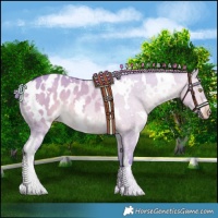 Horse Color:Watercolor White Spotted Brown Dun Appaloosa