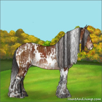Horse Color:White Spotted Liver Red Dun  and White Spotted Brown 