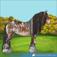 Horse Color:White Spotted Liver Red Dun  and White Spotted Brown 