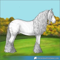 Horse Color:Gray White Spotted Brown Appaloosa 