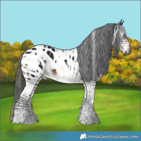 Horse Color:Gray White Spotted Brown Appaloosa