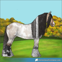 Horse Color:White Spotted Bay Dun 