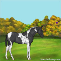 Horse Color:Blue Roan Tobiano