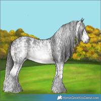 Horse Color:Gray Liver Chestnut Sabino Appaloosa 