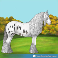 Horse Color:Black Tobiano Appaloosa 