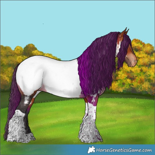 Horse Color:Bay Tobiano Appaloosa 