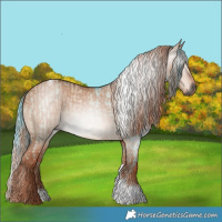 Horse Color:Gray Red Dun Tobiano Appaloosa  and Red Dun Tobiano 
