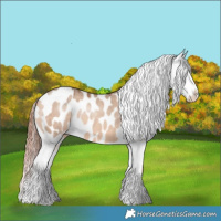 Horse Color:Amber Champagne Dun Appaloosa 