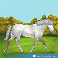Horse Color:Gray Sable Cream Champagne Tobiano 