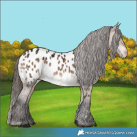 Horse Color:Bay Dun Appaloosa 