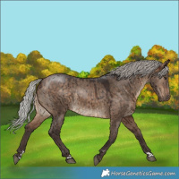 Horse Color:Silver Brown Dun Brindle 