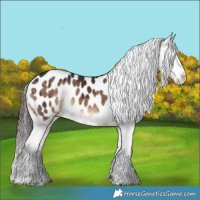 Horse Color:Brown Dun Appaloosa Brindle 