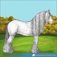 Horse Color:Brown Dun Sabino Appaloosa 