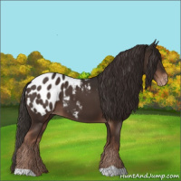Horse Color:Liver Chestnut Appaloosa 