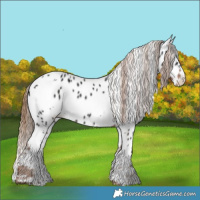 Horse Color:White Spotted Liver Chestnut Appaloosa 