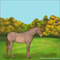 Horse Color:Red Roan 