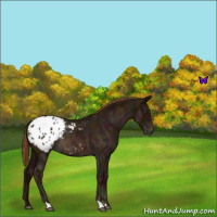 Horse Color:Midnight Red Roan Blanket Rabicano 