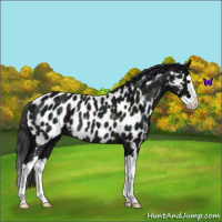 Horse Color:Midnight Blue Roan Splash Near Leopard Rabicano 