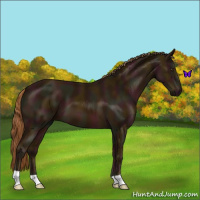Horse Color:Midnight Chestnut 