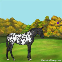 Horse Color:Midnight Blue Ice Roan Appaloosa Rabicano 