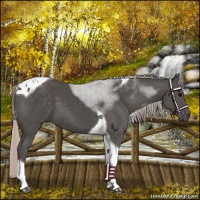 Horse Color:Silver Black Tobiano 