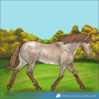 Horse Color:Liver Red Dun Varnish Rabicano Brindle 