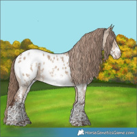 Horse Color:Liver Red Dun Sabino Appaloosa Rabicano 