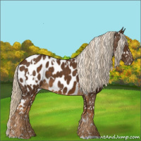 Horse Color:White Spotted Chocolate Palomino Appaloosa 
