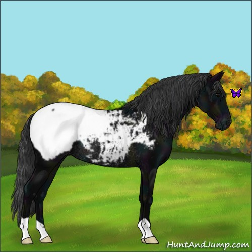 Horse Color:Midnight Black Appaloosa Rabicano 