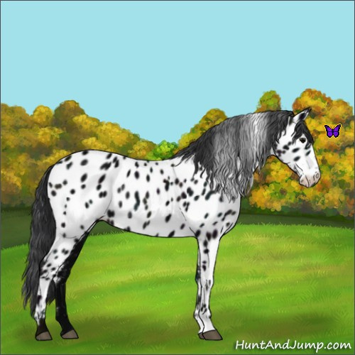 Horse Color:Midnight Black Appaloosa Rabicano 