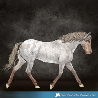 Horse Color:Liver Red Dun Roan Appaloosa  and Liver Red Dun Roan Appaloosa 