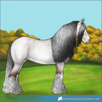 Horse Color:Gray Liver Red Dun Roan Splash 