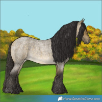 Horse Color:Buckskin Roan Dun 