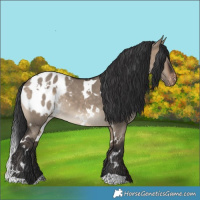 Horse Color:White Spotted Brown Dun Blanket 