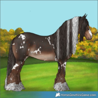 Horse Color:White Spotted Liver Chestnut 