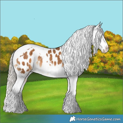 Horse Color:Chocolate Palomino Splash Tobiano Appaloosa Rabicano 