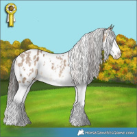 Horse Color:White Spotted Liver Red Dun Splash Appaloosa  and White Spotted Liver Red Dun Splash Appaloosa Rabicano Brindle 