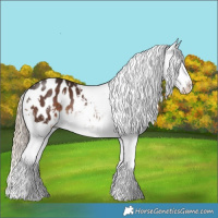 Horse Color:White Spotted Liver Chestnut Appaloosa 
