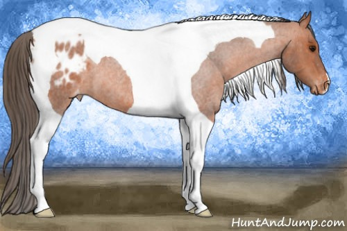 Horse Color:Bay Roan Tobiano Appaloosa 