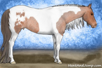 Horse Color:Bay Roan Tobiano Appaloosa