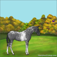 Horse Color:Blue Roan Tobiano 