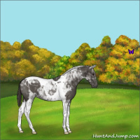 Horse Color:Smoky Blue Roan Tobiano