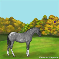 Horse Color:Blue Roan Tobiano 