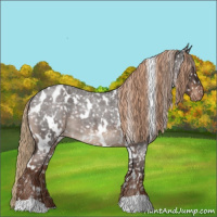 Horse Color:White Spotted Liver Red Roan Appaloosa 