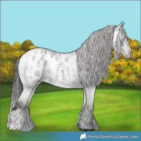Horse Color:Liver Red Roan Appaloosa 
