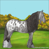 Horse Color:Liver Red Roan Appaloosa 